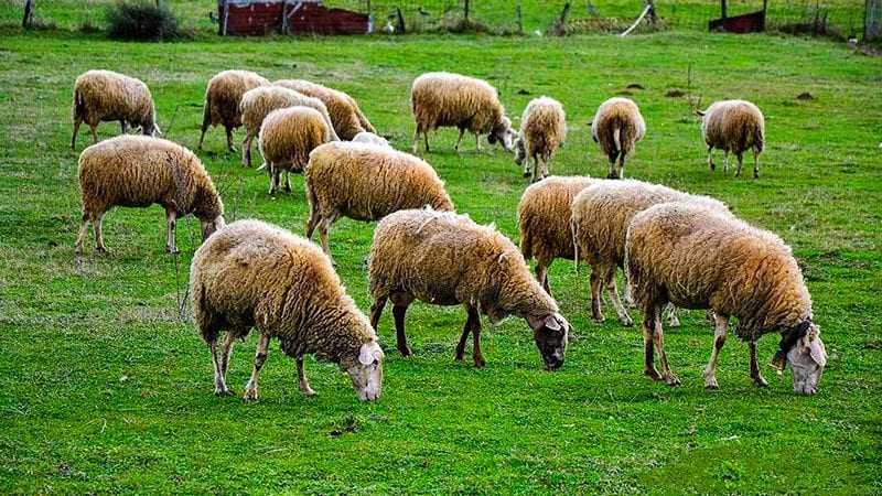 Χωροταξική ανακατομή των βοσκοτόπων στην Περιφέρεια