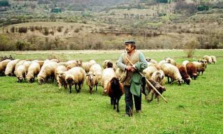 Να ενισχυθούν άμεσα οι κτηνοτρόφοι της ΑΜΘ – Αναφορά Χαράς Κεφαλίδου