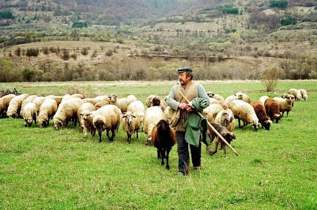 Να ενισχυθούν άμεσα οι κτηνοτρόφοι της ΑΜΘ – Αναφορά Χαράς Κεφαλίδου