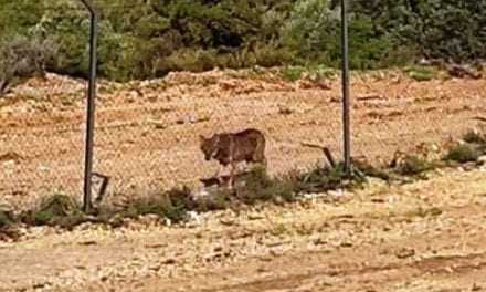 ΠΡΟΣΟΧΗ ΛΥΚΟΣ