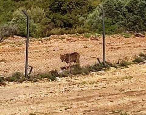 ΠΡΟΣΟΧΗ ΛΥΚΟΣ