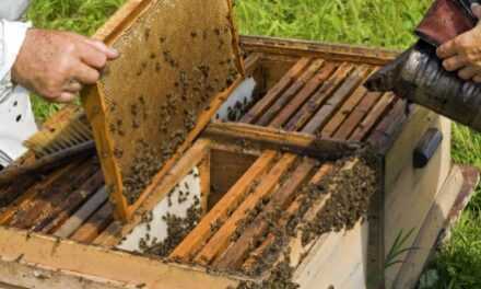 Εξιχνίαση κλοπής 47 μελισσοκυψελών στο νομό Καβάλας