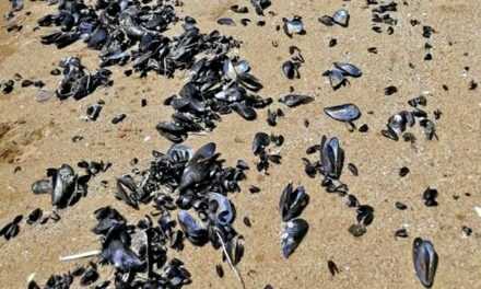 Η παραλία της Καβάλας γέμισε νεκρά μύδια – Πιθανή εξήγηση