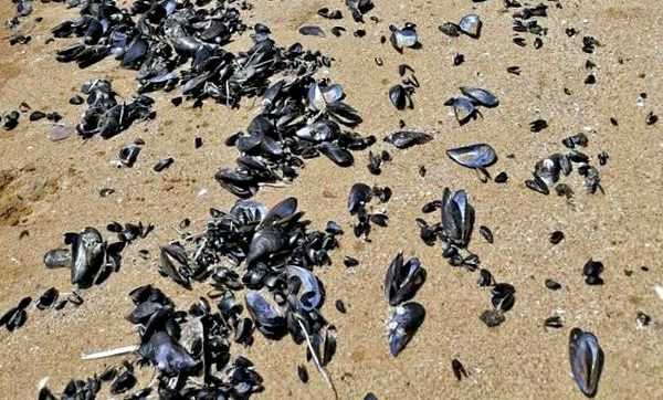 Η παραλία της Καβάλας γέμισε νεκρά μύδια – Πιθανή εξήγηση