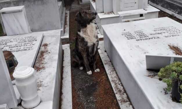 Καβάλα | Συγκινεί ένας σκύλος στα Νεκροταφεία