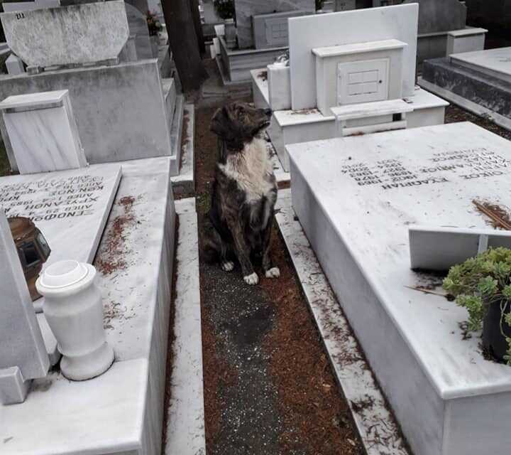 Καβάλα | Συγκινεί ένας σκύλος στα Νεκροταφεία