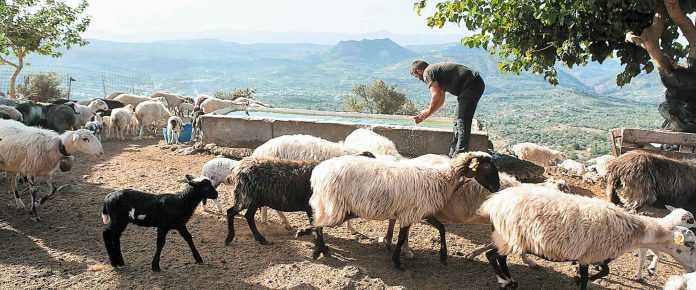 Βουλευτές ΚΙΝΑΛ – ΠΑΣΟΚ :  «Εκτός της έκτακτης ενίσχυσης με το 2% του τζίρου πολλοί κτηνοτρόφοι της χώρας»