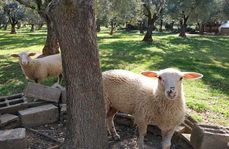 ΑΥΤΟ ΟΡΓΑΝΩΣΗ ΤΗΣ ΑΓΟΡΑΣ