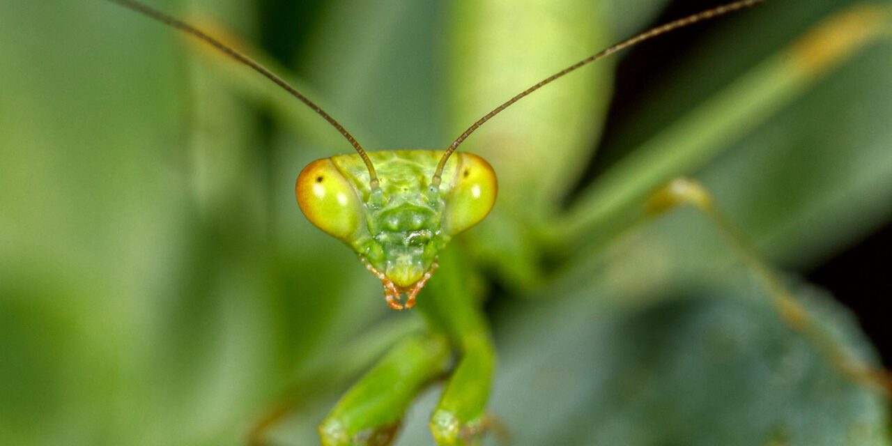 Το αλογάκι της Παναγίας – Mantis