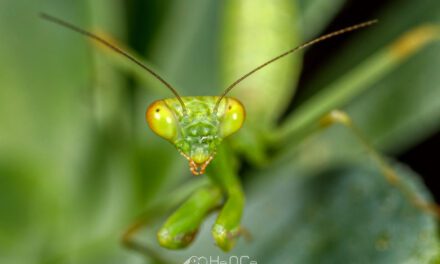 Το αλογάκι της Παναγίας – Mantis