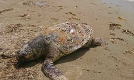 Νεκρές θαλάσσιες χελώνες στην Περιφέρεια