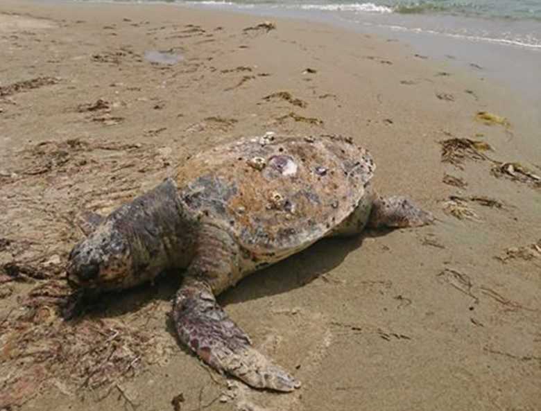 Νεκρές θαλάσσιες χελώνες στην Περιφέρεια
