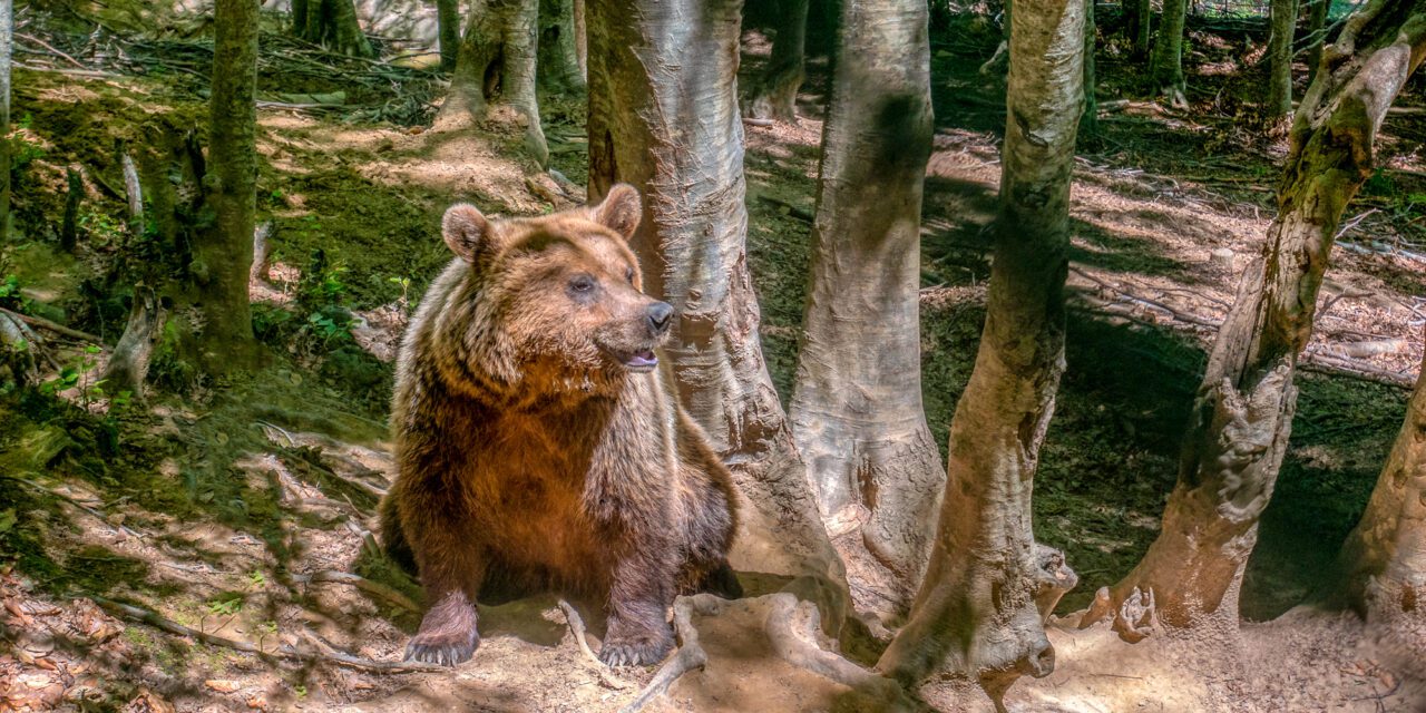 Κέντρο προστασίας αρκούδας – Αρκτούρος