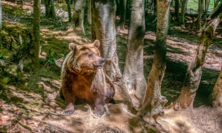 Κέντρο προστασίας αρκούδας – Αρκτούρος
