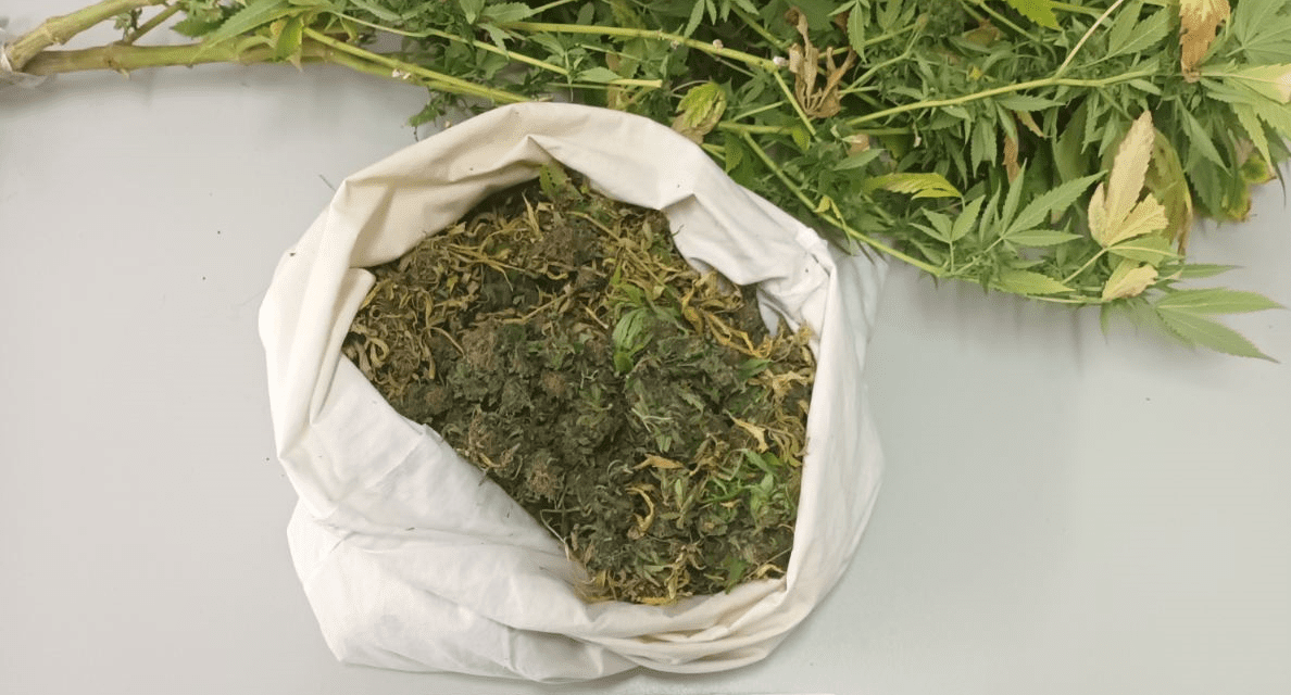 ΚΑΒΑΛΑ: Κατασχέθηκαν 930 γραμμάρια ακατέργαστης κάνναβης και 1 φυτό κάνναβης  Συνελήφθη ο «παραγωγός» και έμπορος ναρκωτικών