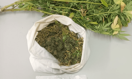 ΚΑΒΑΛΑ: Κατασχέθηκαν 930 γραμμάρια ακατέργαστης κάνναβης και 1 φυτό κάνναβης  Συνελήφθη ο «παραγωγός» και έμπορος ναρκωτικών
