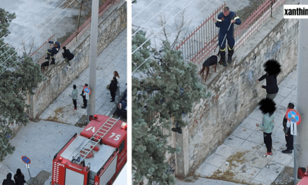 Αδέσποτος σκύλος «σφήνωσε» στα κάγκελα του 1ου Γυμνασίου Ξάνθης