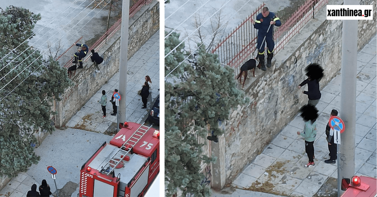 Αδέσποτος σκύλος «σφήνωσε» στα κάγκελα του 1ου Γυμνασίου Ξάνθης