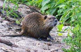 ΠΑΡΟΥΣΙΑ ΜΥΟΚΑΣΤΟΡΑ (Myocastor coypus) ΣΤΟ ΕΘΝΙΚΟ ΠΑΡΚΟ ΑΝΑΤΟΛΙΚΗΣ ΜΑΚΕΔΟΝΙΑΣ -ΘΡΑΚΗΣ