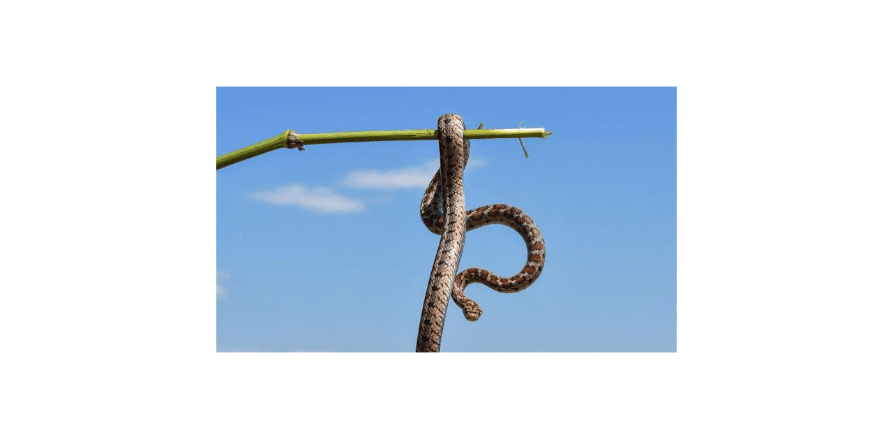 Φίδια στην Ελλάδα: Πώς να αναγνωρίσετε την οχιά – Τι να κάνετε αν σας δαγκώσει