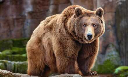 Αρκούδα ανέβηκε στο μπαλκόνι μονοκατοικίας στα Αμπέλια