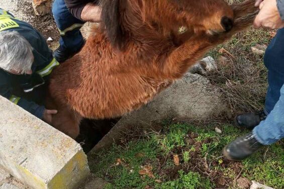 Διάσωση νεαρού άγριου αλόγου από το Πυροσβεστικό Κλιμάκιο Σταυρούπολης