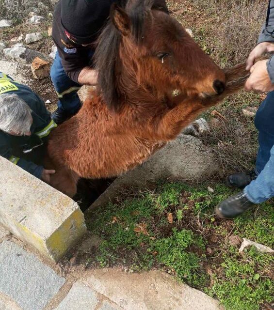 Διάσωση νεαρού άγριου αλόγου από το Πυροσβεστικό Κλιμάκιο Σταυρούπολης
