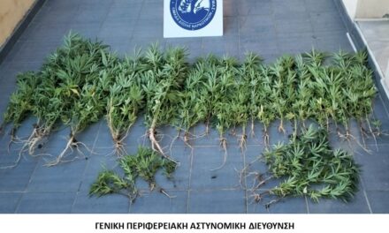 ΔΡΑΜΑ: Κατασχέθηκαν 37 δενδρύλλια κάνναβης