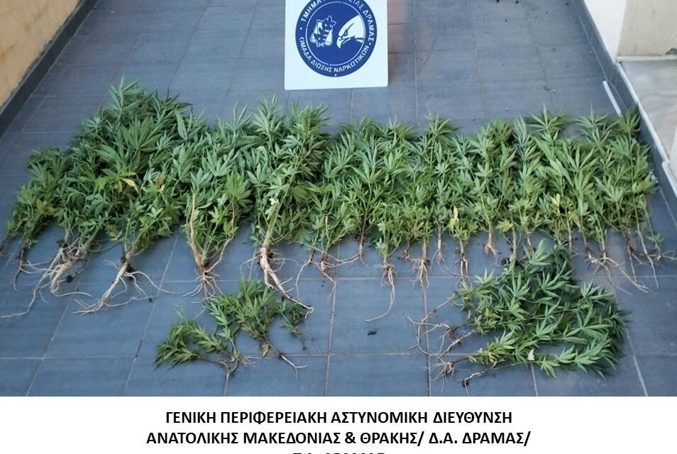ΔΡΑΜΑ: Κατασχέθηκαν 37 δενδρύλλια κάνναβης