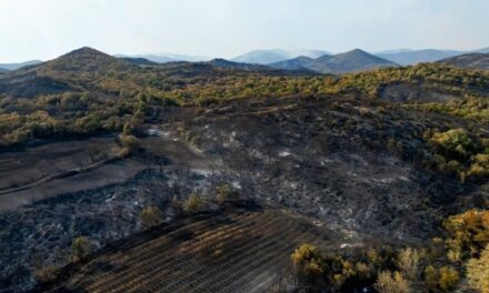 Χ. Ζειμπεκ: Αβοήθητοι οι ελαιοπαραγωγοί στον Έβρο