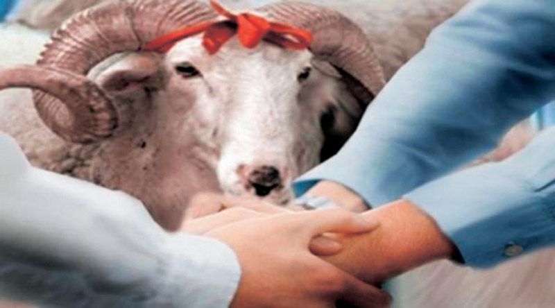 ΤΙ ΑΝΑΦΕΡΕΙ Η ΚΤΗΝΙΑΤΡΙΚΗ ΥΠΗΡΕΣΙΑ ΑΜΘ ΓΙΑ ΤΗΝ ΘΡΗΣΚΕΥΤΙΚΗ ΕΟΡΤΗ ΜΟΥΣΟΥΛΜΑΝΩΝ «ΚΟΥΡΜΠΑΝ ΜΠΑΪΡΑΜ»