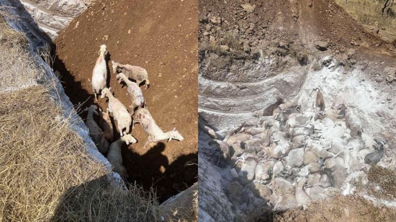 Φρίκη στο Καστράκι Τρικάλων: Έθαψαν ζωντανά 350 πρόβατα που είχαν προσβληθεί με πανώλη!