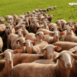 Ξάνθη: Υποχρεωτική απογραφή αιγοπροβάτων και χοίρων – Ηλεκτρονική υποβολή λόγω ευλογιάς