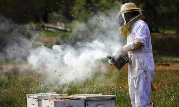 Οδηγίες για τους μελισσοκόμους για το «κάπνισμα» των μελισσών το καλοκαίρι