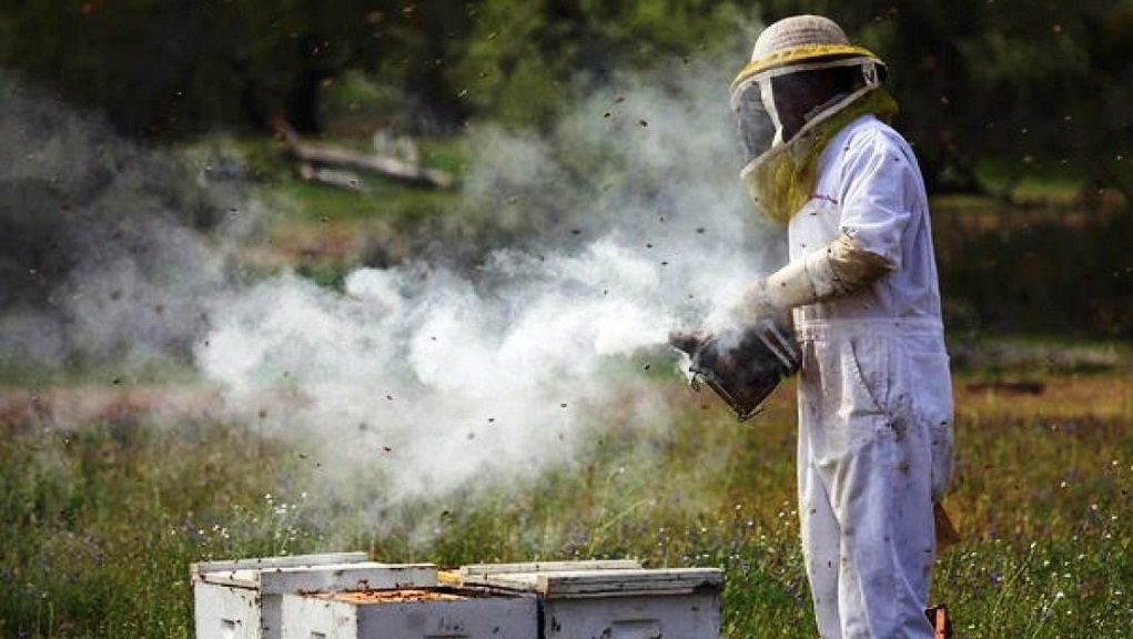 Οδηγίες για τους μελισσοκόμους για το «κάπνισμα» των μελισσών το καλοκαίρι
