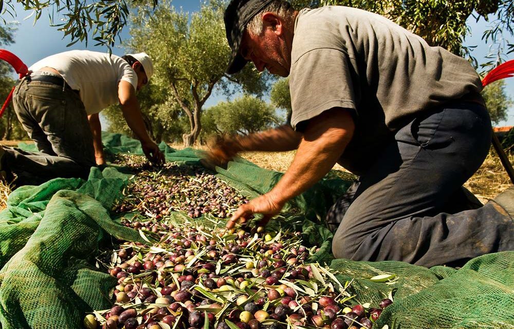 Ερώτηση της Ν.Α  Προς τον Υπουργό Αγροτικής Ανάπτυξης & Τροφίμων για τη Δήλωση συγκομιδής ελαιοκάρπου: Αναγκαία προσαρμογή του μέτρου στις πραγματικές συνθήκες των ελαιοπαραγωγών»