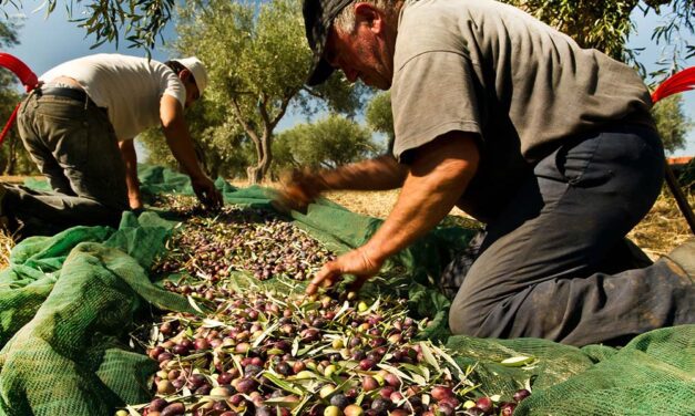 Ερώτηση της Ν.Α  Προς τον Υπουργό Αγροτικής Ανάπτυξης & Τροφίμων για τη Δήλωση συγκομιδής ελαιοκάρπου: Αναγκαία προσαρμογή του μέτρου στις πραγματικές συνθήκες των ελαιοπαραγωγών»