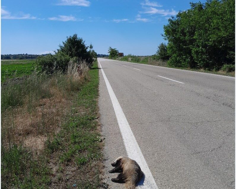 Μεγάλος Νικητής   μόνο ο Θάνατος…..