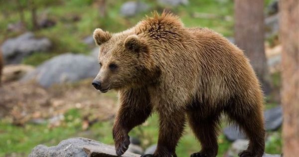Εμφανίστηκε αρκούδα με τα μικρά της στον Δήμο Τοπείρου