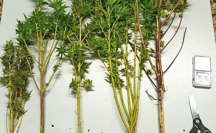 ΝΑΡΚΩΤΙΚΑ ΣΤΗΝ ΑΜΘ