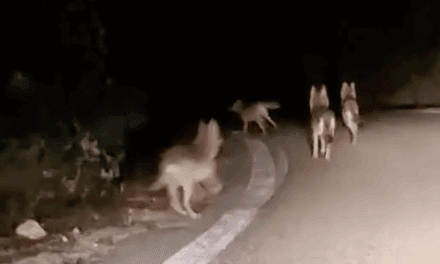 ΠΡΟΣΟΧΗ: Αγέλη λύκων κοντά στον Δημάριο Ξάνθης – Τι λέει  ο Κυνηγετικός Σύλλογος Ξάνθης