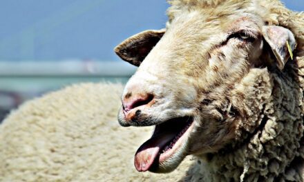 Δεν έχουν τελειωμό τα βάσανα των κτηνοτρόφων της ΑΜΘ