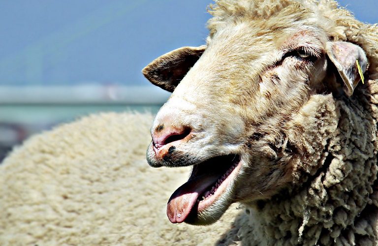Δεν έχουν τελειωμό τα βάσανα των κτηνοτρόφων της ΑΜΘ